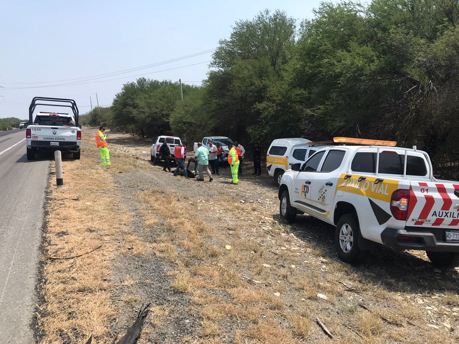  Encuentran oso muerto en la Carretera Federal 83