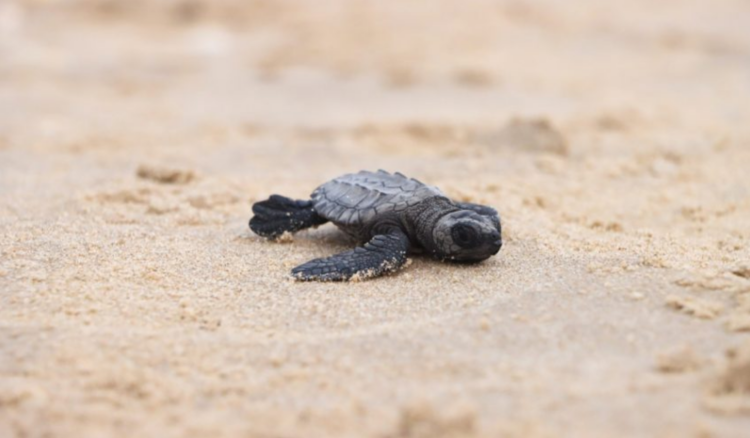 Registra Tamaulipas 167 mil huevos en campamentos tortugueros | Foto: Cortesía