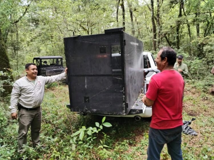Comienzan monitoreo de oso negro americano en Tamaulipas