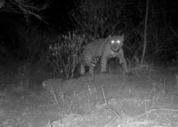 Aclara Comisión de Parques y Biodiversidad: jaguar atropellado no corresponde a Tamaulipas