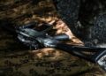 DEA identifica a tres cárteles con presencia significativa en Tamaulipas. Foto de Daniel para Unsplash