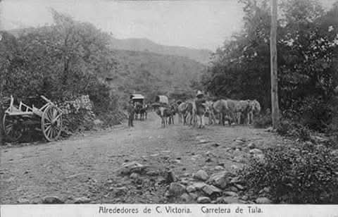 árboles